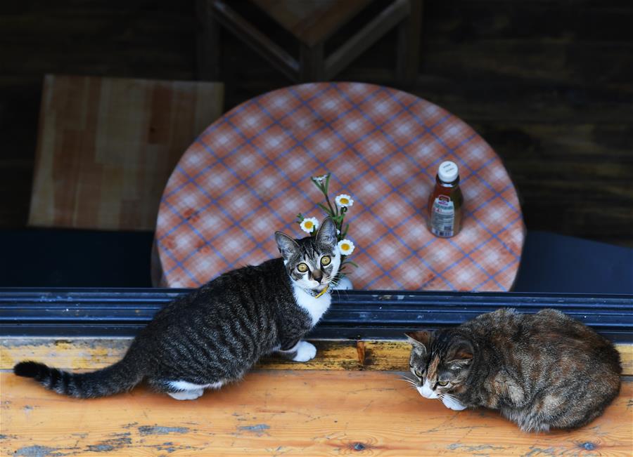 (社會)(5)重慶江北:文創街區假期受青睞