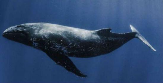 鯨魚