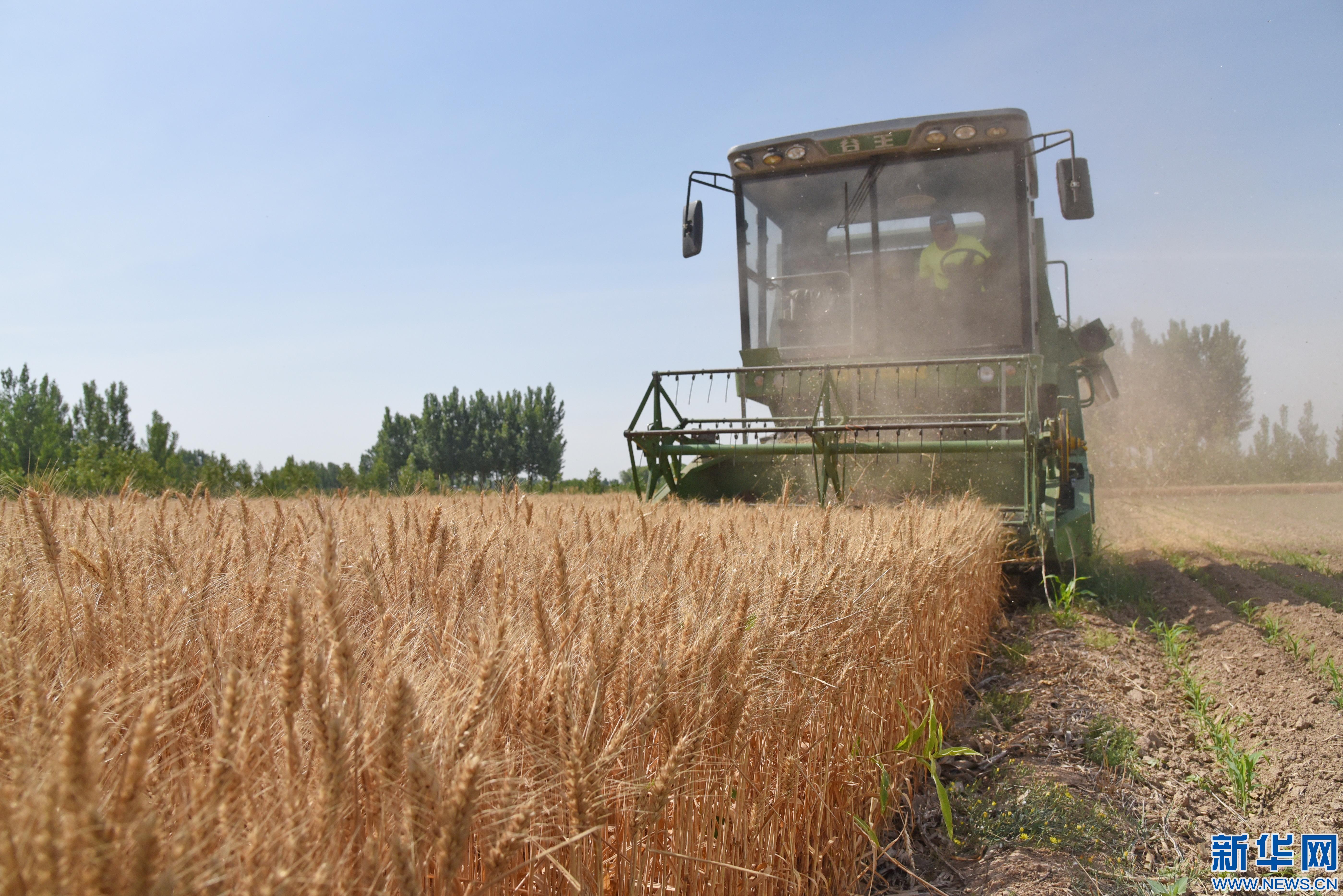 河北小麥開鐮收獲 河北小麥開鐮收獲