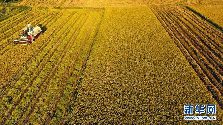 #(經濟)(2)立夏農忙