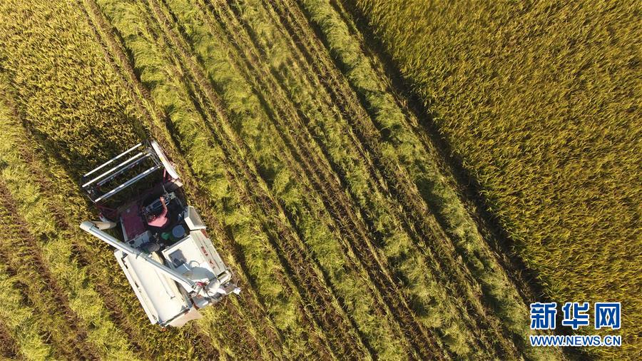 #(經濟)(3)立夏農忙