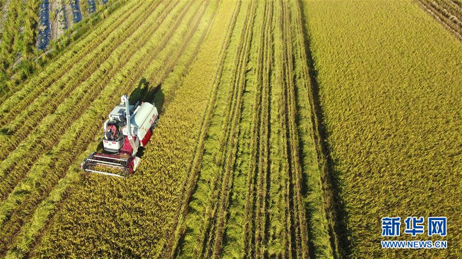 #(經濟)(4)立夏農忙