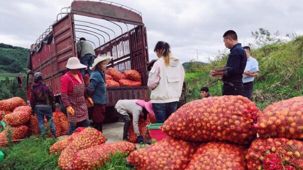 盤州市支行950萬元“產業化龍頭企業流動資金貸款”助力農戶增收