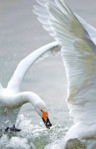 聽,是誰在唱歌!三門峽黃河庫區天鵝起舞