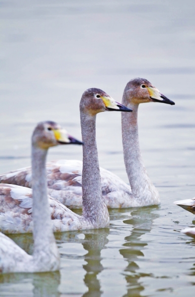聽,是誰在唱歌!三門峽黃河庫區天鵝起舞