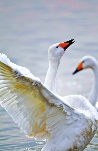 聽,是誰在唱歌!三門峽黃河庫區天鵝起舞