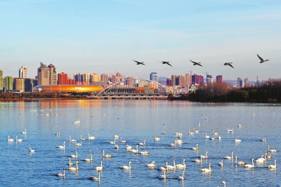 聽,是誰在唱歌!三門峽黃河庫區天鵝起舞