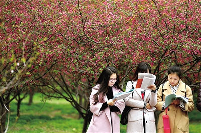 游客太多高校無奈限車限人 免費看花你夠文明嗎?