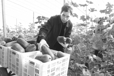 項城市“奇蔬異果”賣得俏 帶動農戶增收致富