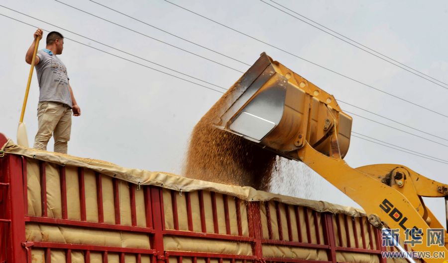 河南夏邑夏糧收購工作展開 河南夏邑夏糧收購工作展開