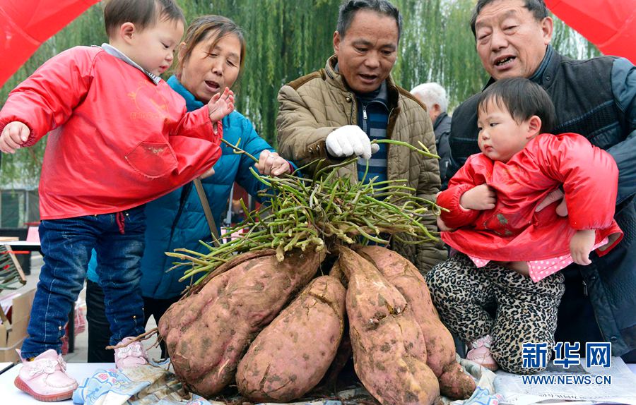 紅薯“打擂”,重者為王 紅薯“打擂”,重者為王