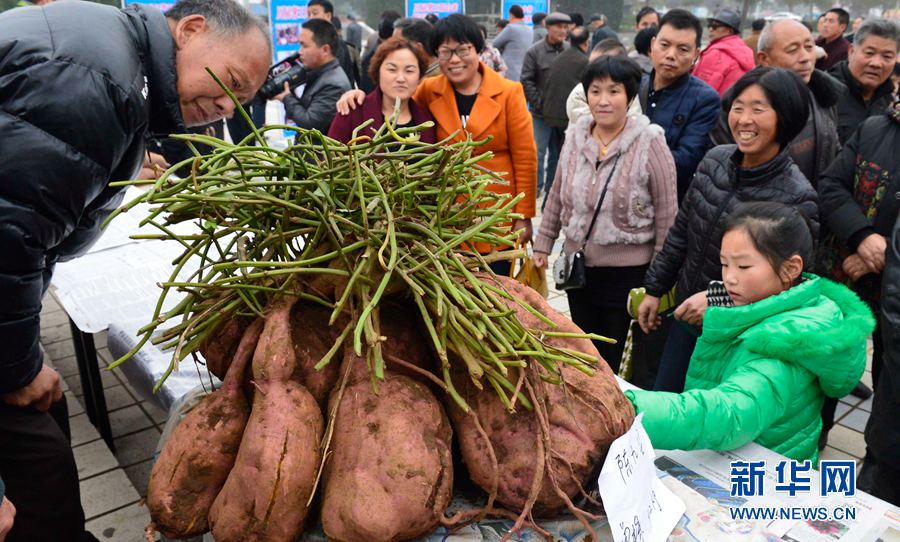 紅薯“打擂”,重者為王 紅薯“打擂”,重者為王