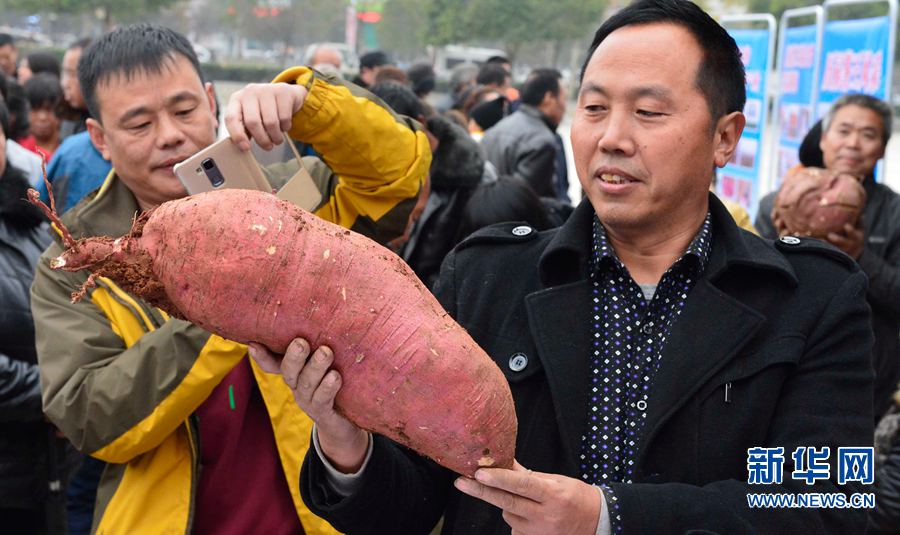 紅薯“打擂”,重者為王 紅薯“打擂”,重者為王