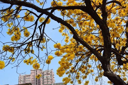 賞花季 臺灣黃花風鈴木盛開揭春天序幕