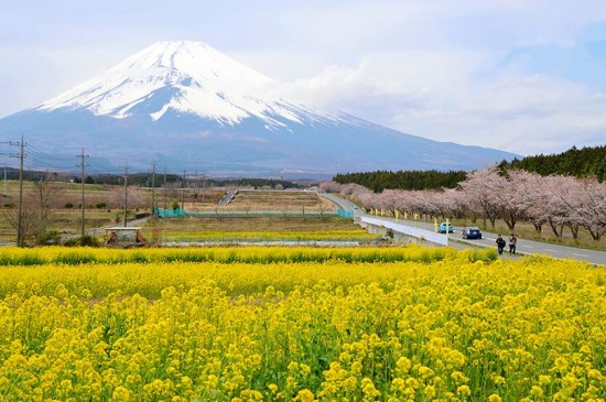 日本富士山下油菜花悉數綻放與櫻花交相輝映(圖)