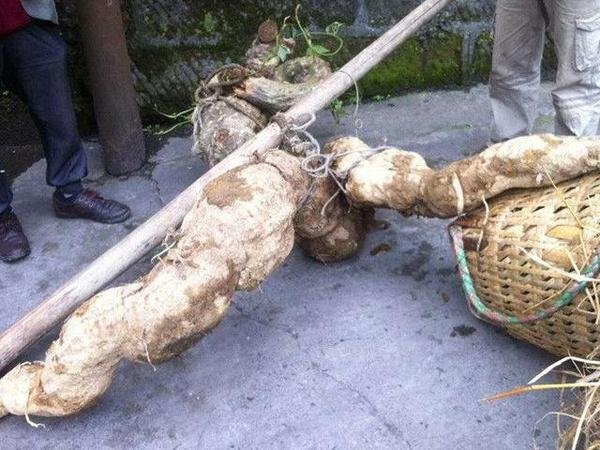 神秘買家砸200萬買走“奔跑的葛根”