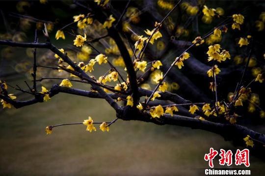 南京鐘山風景區內,蠟梅和梅花“雙梅斗艷”,美不勝收。 梅寧 攝