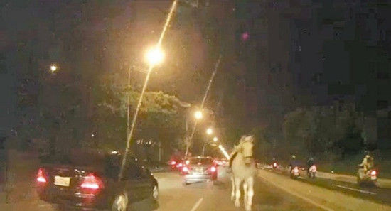 兩匹馬逃離馬場撞斷轎車后視鏡闖完禍“回家”