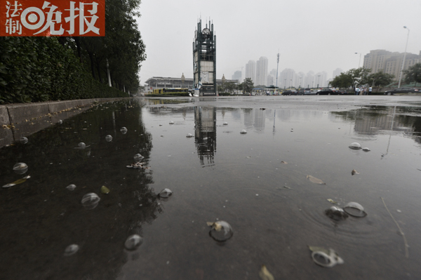 #法制晚報(bào)快訊#(記者朱天龍 攝影劉暢)對(duì)于下雨水中泡沫的問(wèn)題,之前媒體報(bào)道稱,有專家表示更可能是因?yàn)殚L(zhǎng)時(shí)間不下雨,路面溫度很高。下了雨之后,地面上就會(huì)有氣體出來(lái),里面就會(huì)有氣泡,看著像泡沫,其實(shí)就是連成片了特別細(xì)的氣泡,雨一停就沒(méi)有了。然而今天上午下雨過(guò)程中,記者在輕軌終點(diǎn)站附近一塊從未被汽車碾壓過(guò)的積水中看到,每當(dāng)有水滴從上方樹(shù)木凝聚滴入積水時(shí),就會(huì)激起許多大號(hào)的氣泡,直徑在2-3公分左右 ,而且很不易破漏,似乎水質(zhì)具有一定的粘黏性。同時(shí)記者在拍攝照片時(shí),一些水滴沾到眼皮上,會(huì)有種火辣的感覺(jué)。