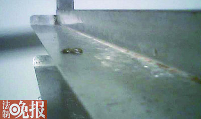 面點車間食物貨架上的老鼠屎