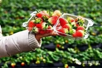 草莓采摘園有貓膩!晚上偷偷打藥 白天賣給游客(圖)