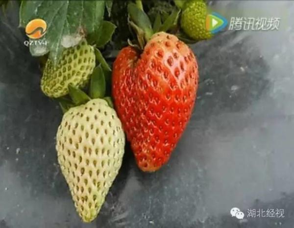 草莓采摘園有貓膩!晚上偷偷打藥 白天賣給游客(圖)2