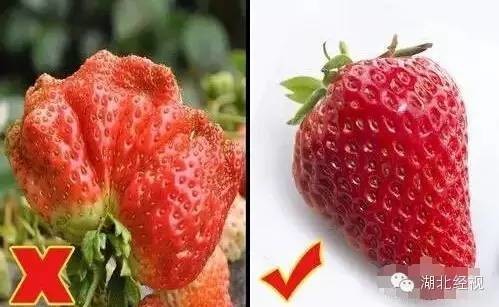 草莓采摘園有貓膩!晚上偷偷打藥 白天賣給游客(圖)5