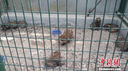 北京懷柔放生藍狐、貉事件組織者找到共放生380只