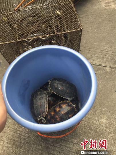 4月20日,柳州市林業局組織森林公安等執法人員,突襲神農閣兩家餐館,查獲野生動物一批。 周瀟男 攝