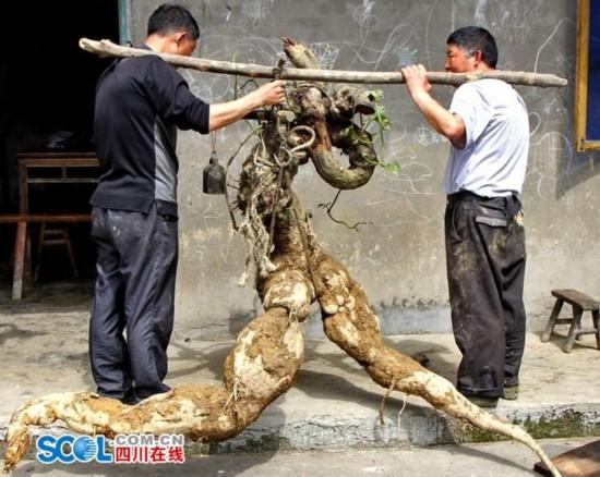 四川村民挖出人形“奔跑葛根” 重量達(dá)250斤