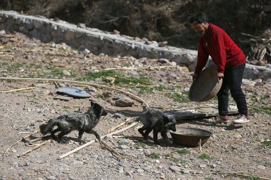 專家質疑盲目放生:大白天的把夜鷹往哪兒放