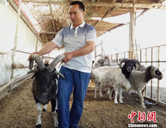 新疆焉耆縣一養(yǎng)殖園現(xiàn)多只四角綿羊吸引圍觀(圖)