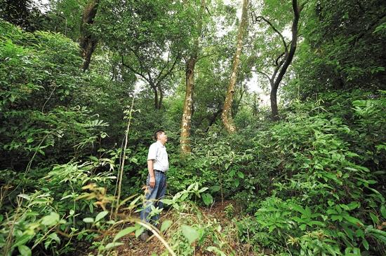 村民守護著這一片古沉香樹林