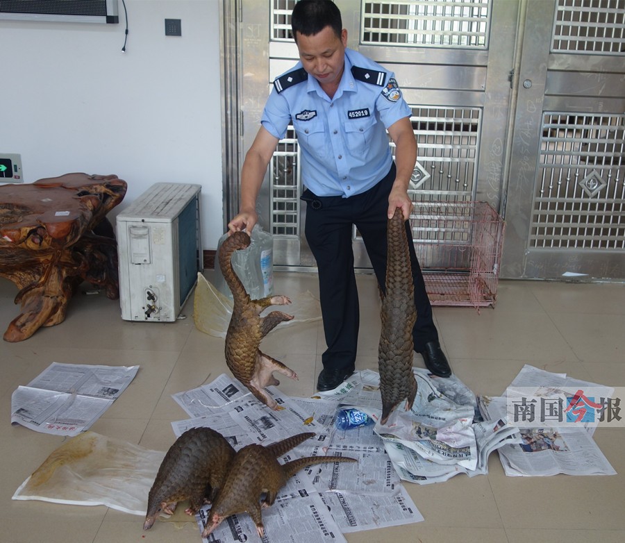 海鮮店門(mén)面擺放普通海鮮 衛(wèi)生間竟藏有四只穿山甲 海鮮店門(mén)面擺放普通海鮮 衛(wèi)生間竟藏有四只穿山甲