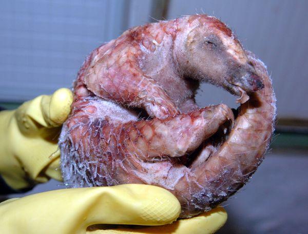 中國(guó)人越南人將穿山甲視為珍饈 致非法獵殺猖獗