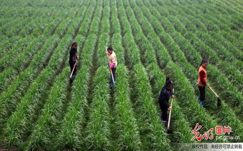 【新常態 光明論】建設產業集群打造農業創新高地