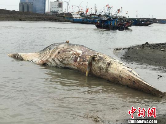 上海殞命鯨魚今起標本制作預計耗時兩年半