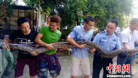 云南4米長巨蟒被關養18年終獲解救