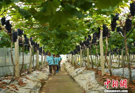 重慶打造美麗鄉村農旅產業鮮果自采模式吸引市民體驗農業
