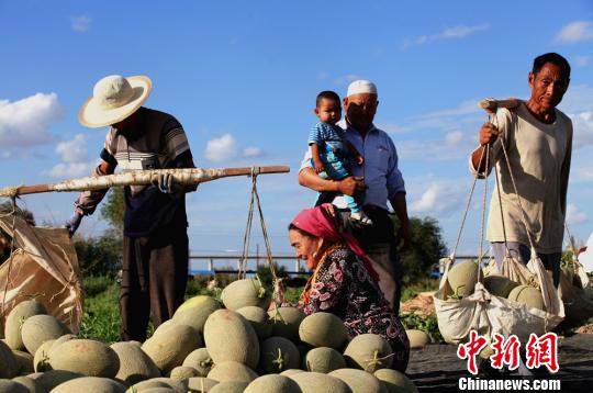 新疆哈密瓜迎采摘旺季內地客商搶購忙(組圖)