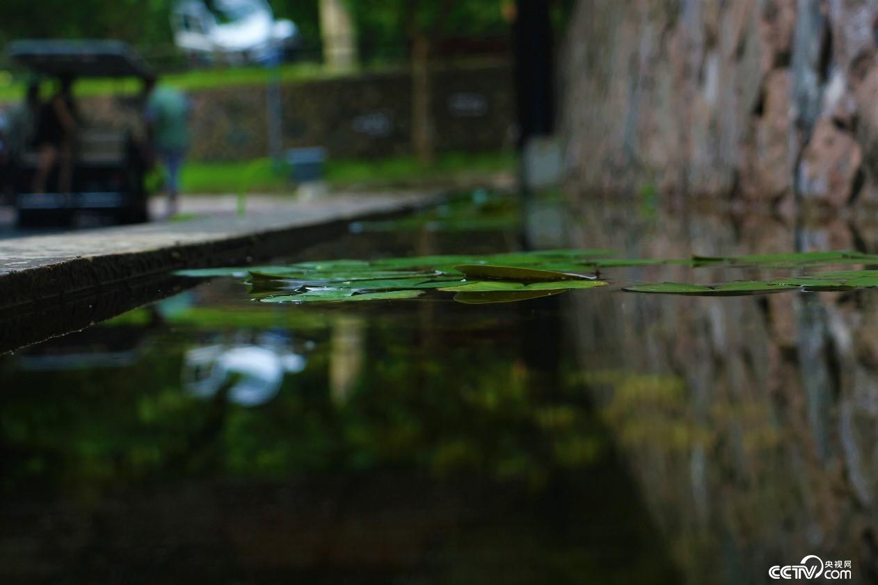 莫干山小鎮(zhèn)民宿一角水池。(央視網(wǎng) 記者何川攝)