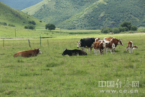 【幸福花開新邊疆】合作社里的致富人 繪就草原最美底色