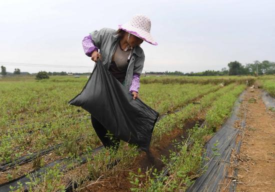 廣西橫縣校椅鎮石井村村民余德玲在茉莉花里施肥(4月12日攝)。這些肥料是利用可堆肥垃圾生產的。新華社記者 周華 攝